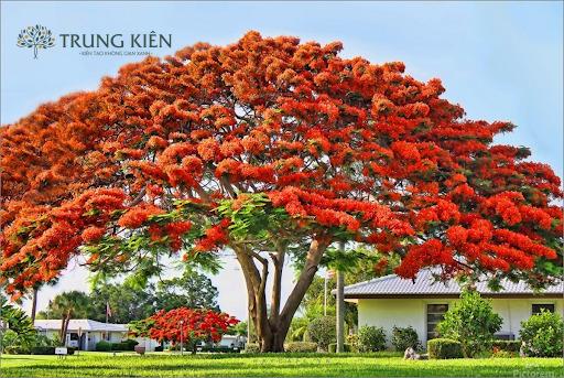 Tổng hợp các loại cây xanh đô thị được trồng nhiều nhất hiện nay