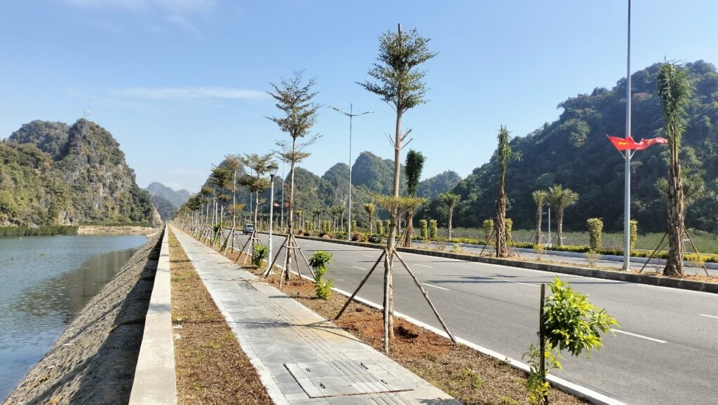 Toàn cảnh tuyến đường và hàng cọ dầu tại Cẩm Phả