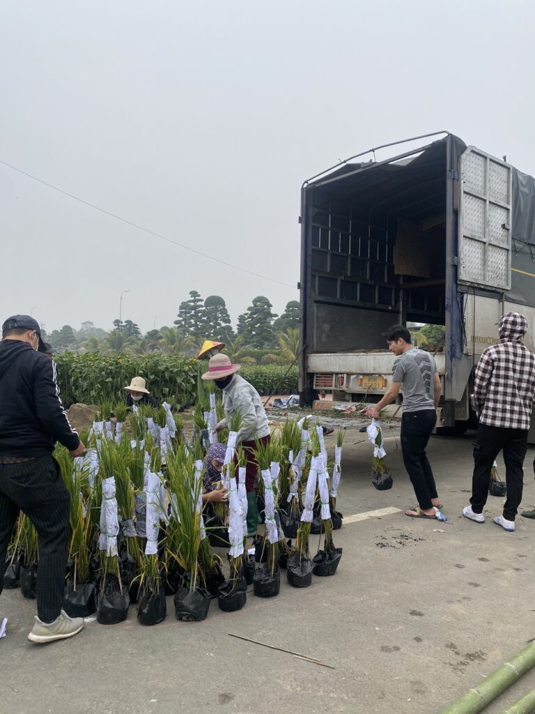 Giao cây hoa tại Mailand Hanoi City dịp Xuân 2023