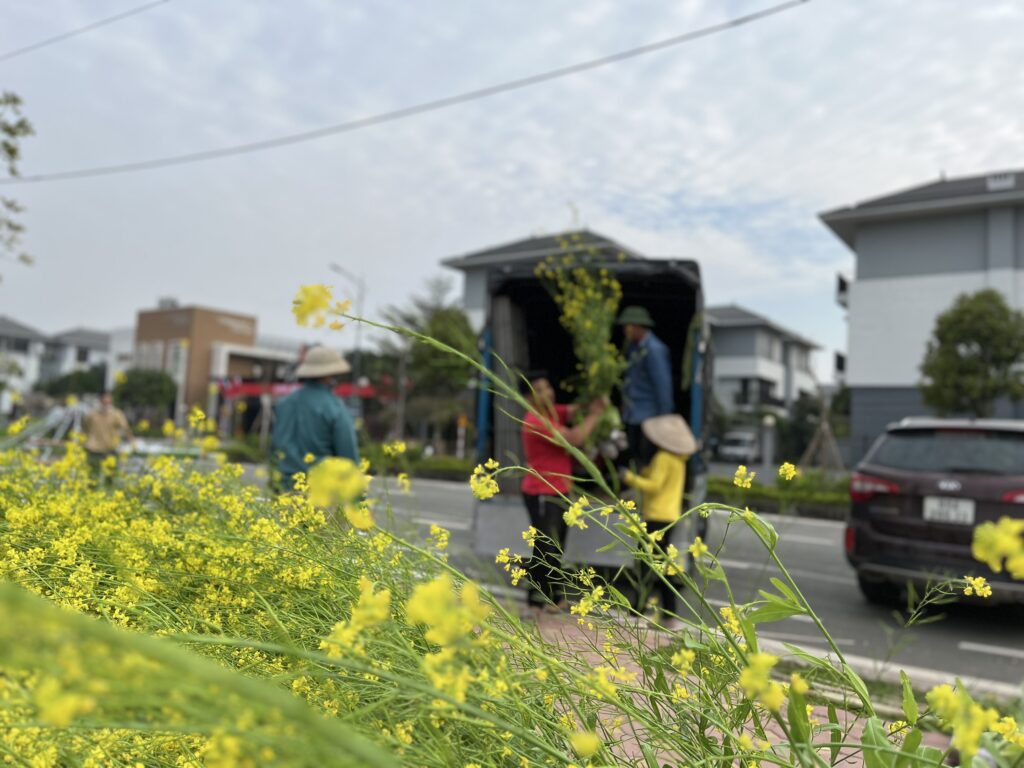 Vận chuyển hoa cải tới Home Hanoi Xuân 2023