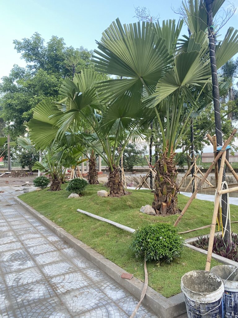 Cụm cọ, cây bụi và thảm cỏ bên lối đi nhà điều hành Phú Thịnh.