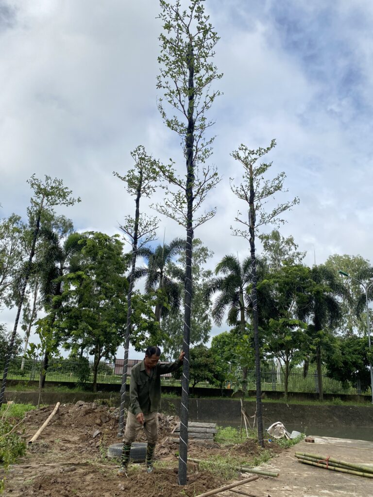 Cây bàng Đài Loan được đưa vào vị trí trồng tại công trường Phú Thịnh.