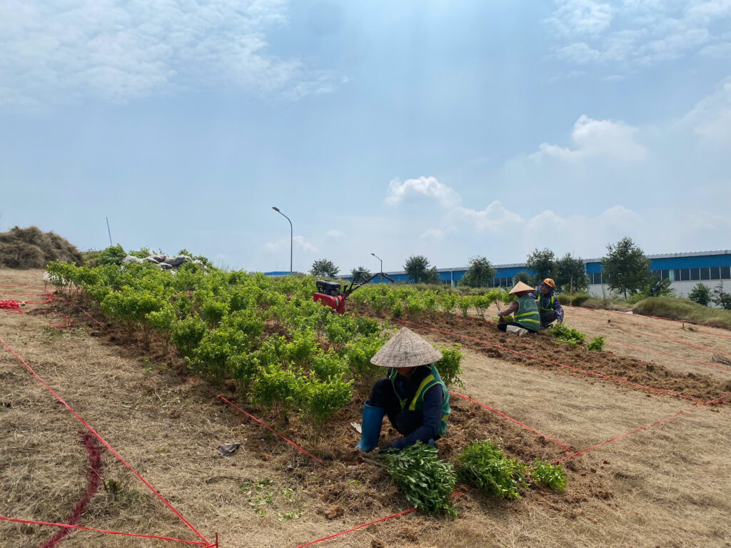 Trồng cây thấp theo khu vực đã định vị tại Fukang