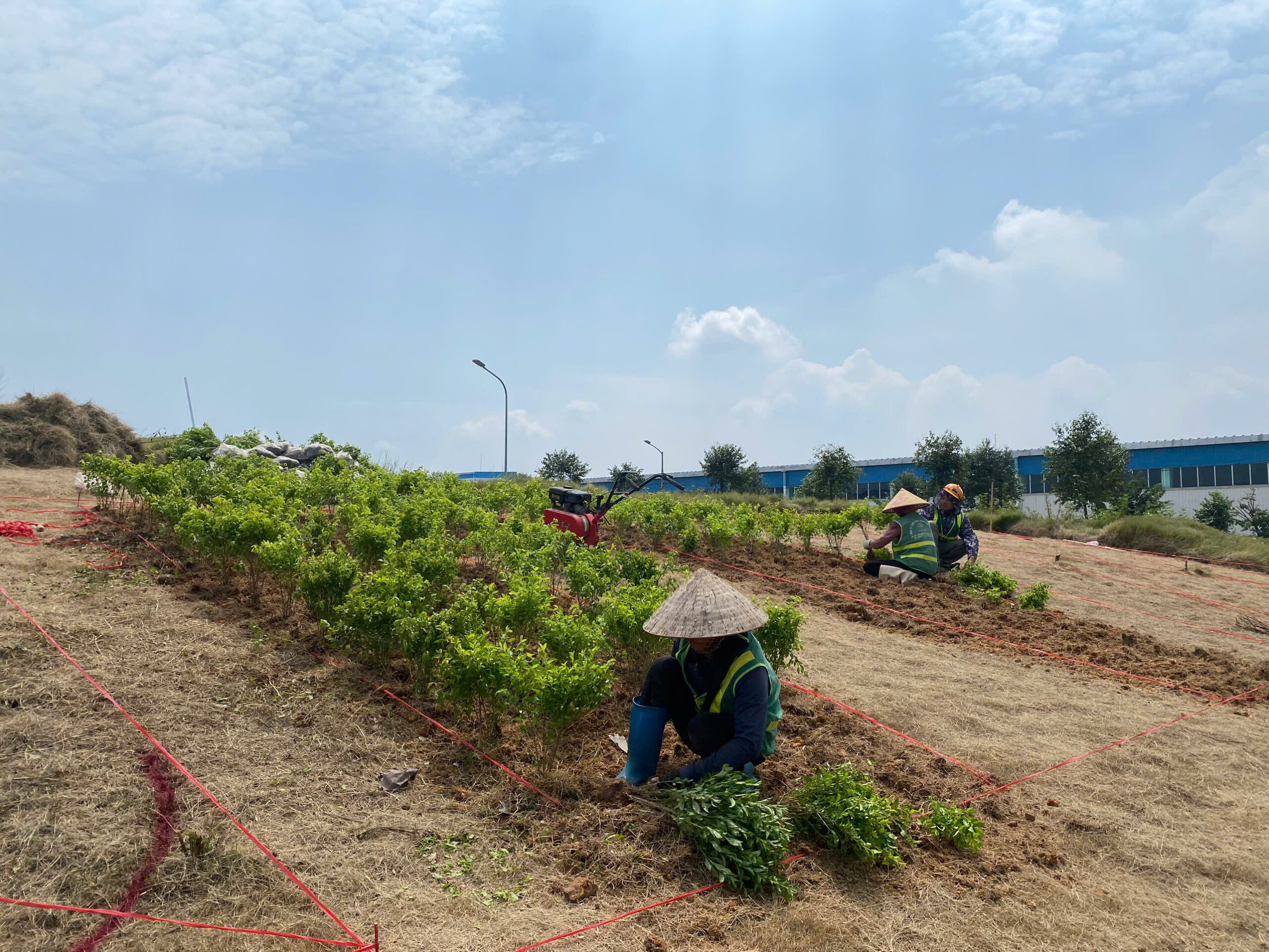 Trồng cây thấp và tạo đường viền