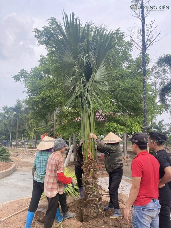 Năng lực thực thi chuyên nghiệp và giàu kinh nghiệm