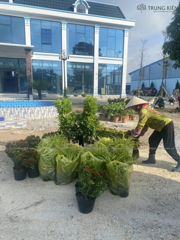 Hệ thống vườn ươm chủ động, chất lượng vượt trội