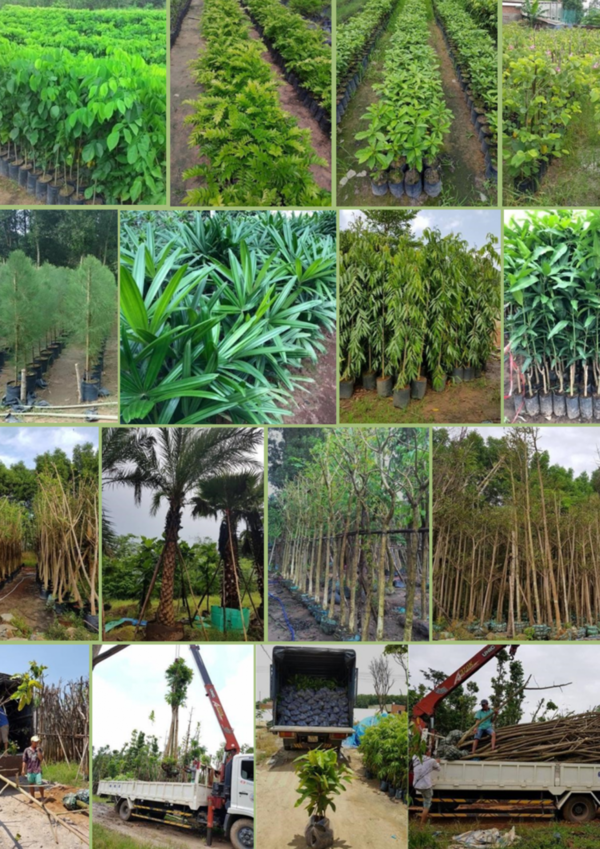 Hệ thống vườn ươm quy mô, chủ động nguồn hàng