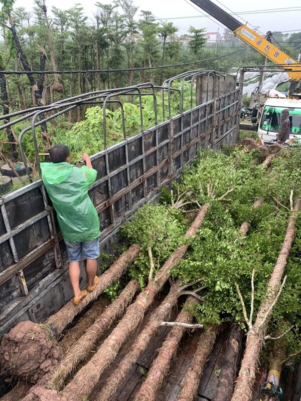Kỹ thuật đánh bứng và vận chuyển chuyên nghiệp