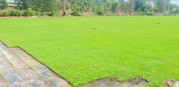 Các loại thảm cỏ công trình