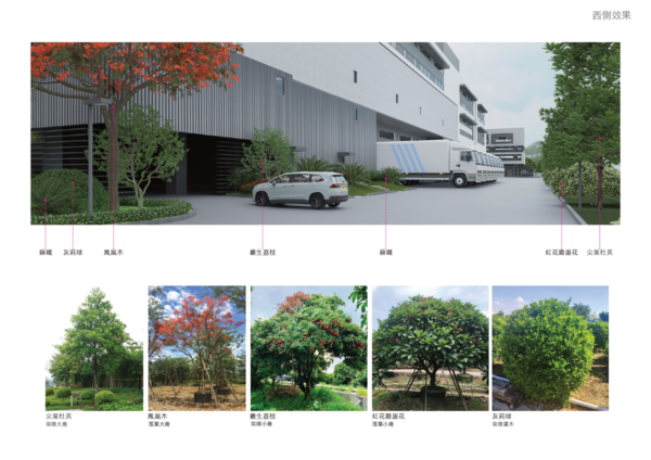 Các dòng cây xanh công trình chủ đạo tại Trung Kiên Landscape