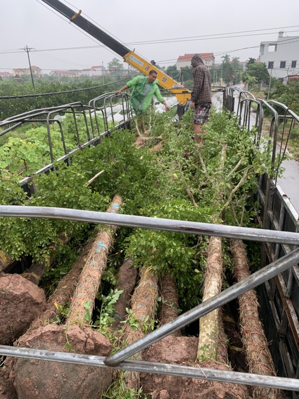 Năng lực cung ứng lớn và đa dạng