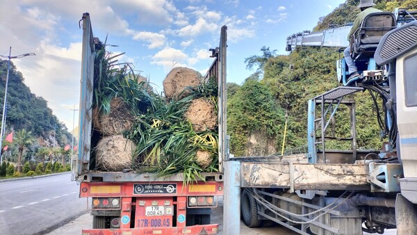 Hình ảnh thực tế các dự án thi công cảnh quan khu đô thị tại Trung Kiên Landscape