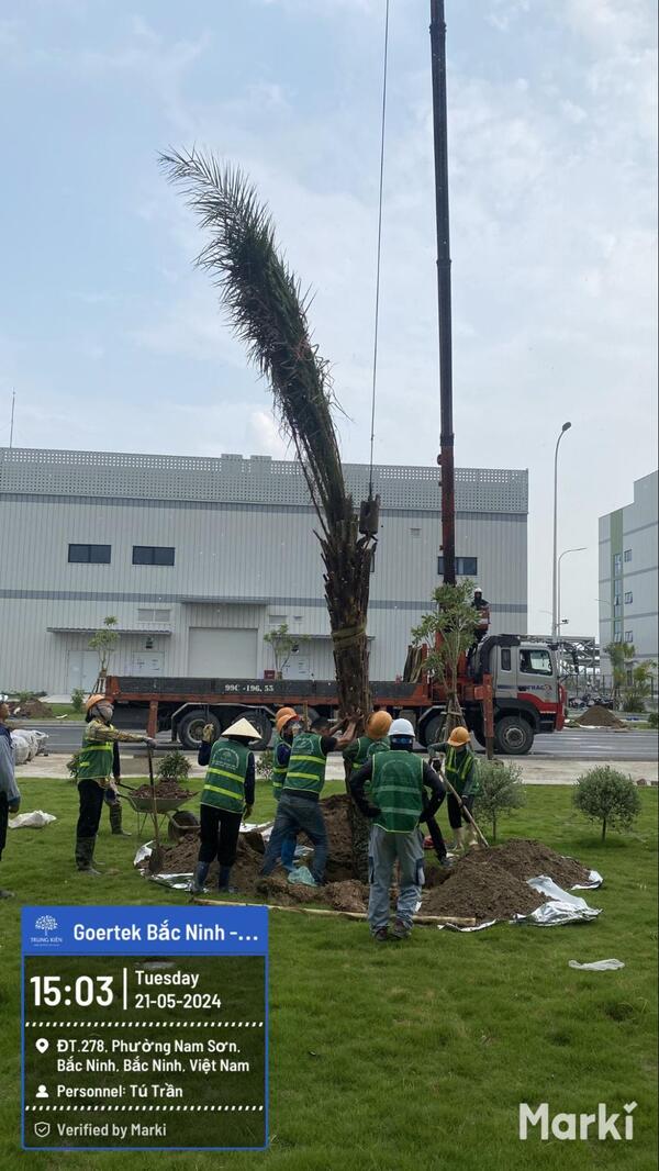 Thành quả sau khi thi công cây xanh