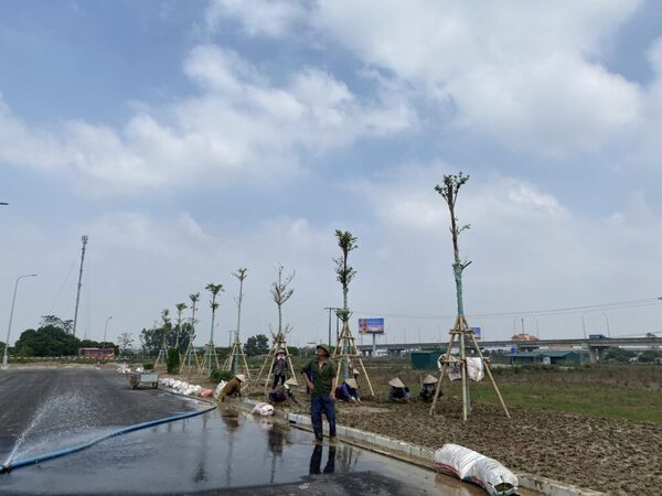Lập dự toán chi tiết và bảng tiến độ thi công
