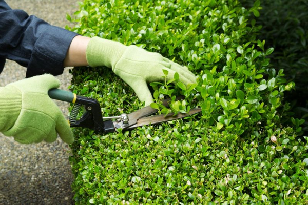 Tại sao nên chọn dịch vụ duy tu của Trung Kiên Landscape?
