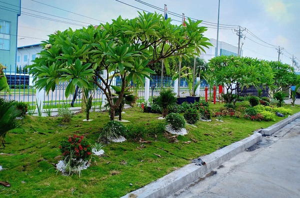 Xu hướng sử dụng cây trồng tối ưu chi phí vận hành