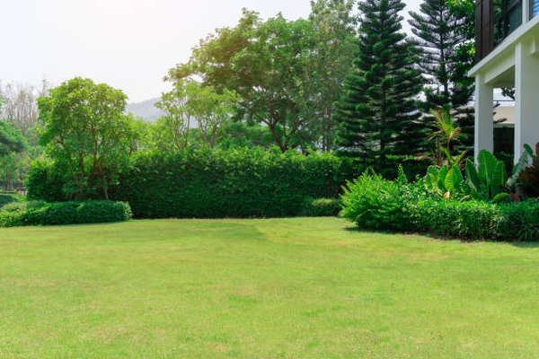 Thi công thảm cỏ và cây bụi
