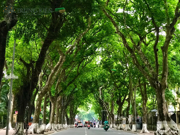 Kinh nghiệm và chuyên môn trong thi công cảnh quan