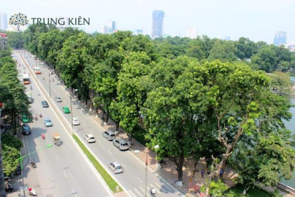 Địa chỉ thi công cây xanh Bắc Ninh, giải pháp tối ưu cho không gian xanh