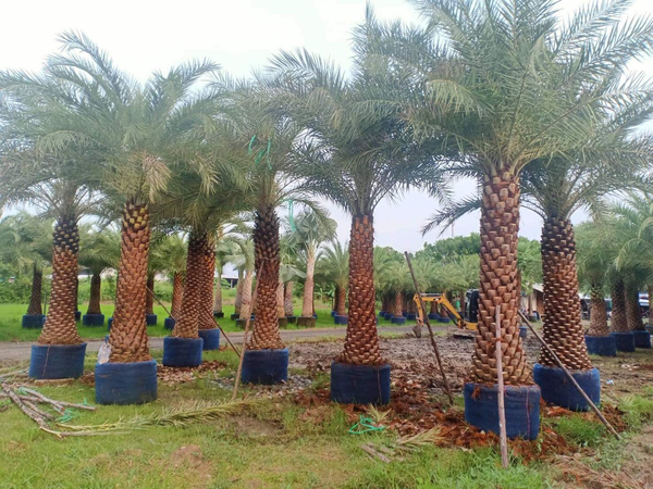 Tiêu chuẩn lựa chọn cây xanh 