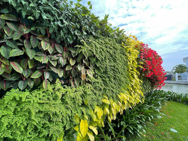 Các loại cây trang trí 