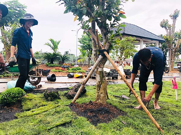 Cây trồng trong các công viên, đô thị