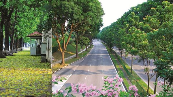Phân loại cây xanh sử dụng trong khu đô thị