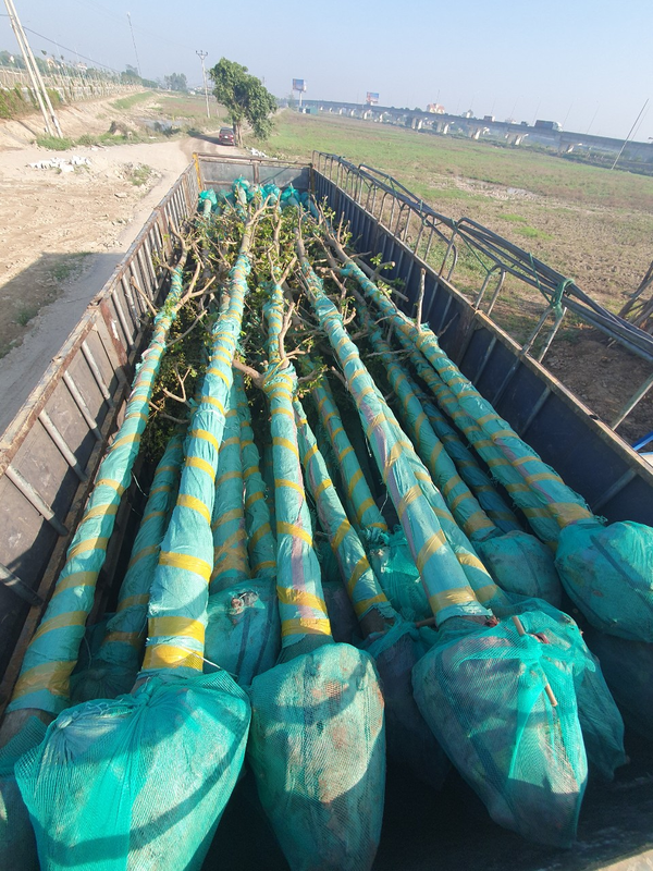 Nguồn lực cây xanh ổn định, đáp ứng tiến độ dự án