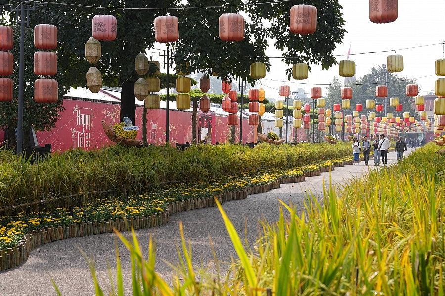 Đưa sắc lúa vào đường hoa mùa xuân