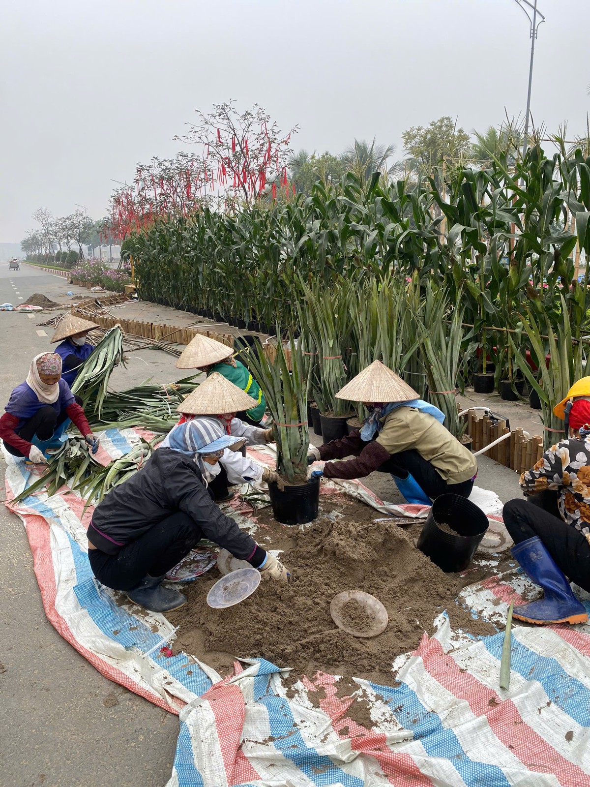 Sắp đặt hoa dọc lối đi