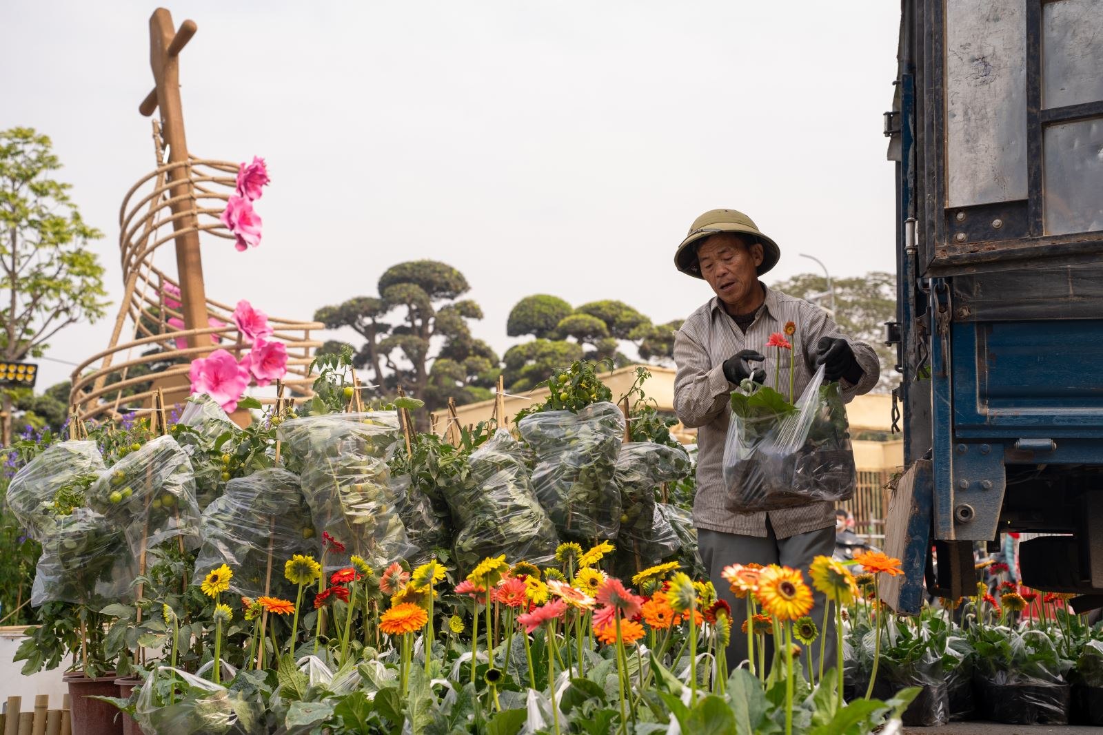 Đưa những chuyến hoa về Mailand