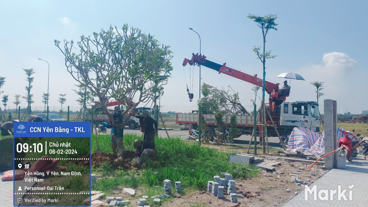 Đưa cây lớn vào khu vườn