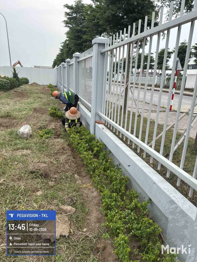 Trồng cây đường viền cạnh hàng rào Pegavision giai đoạn 2