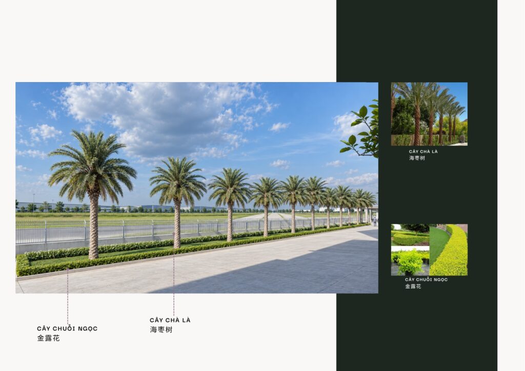 Phối cảnh khu cây chà là Pegavision