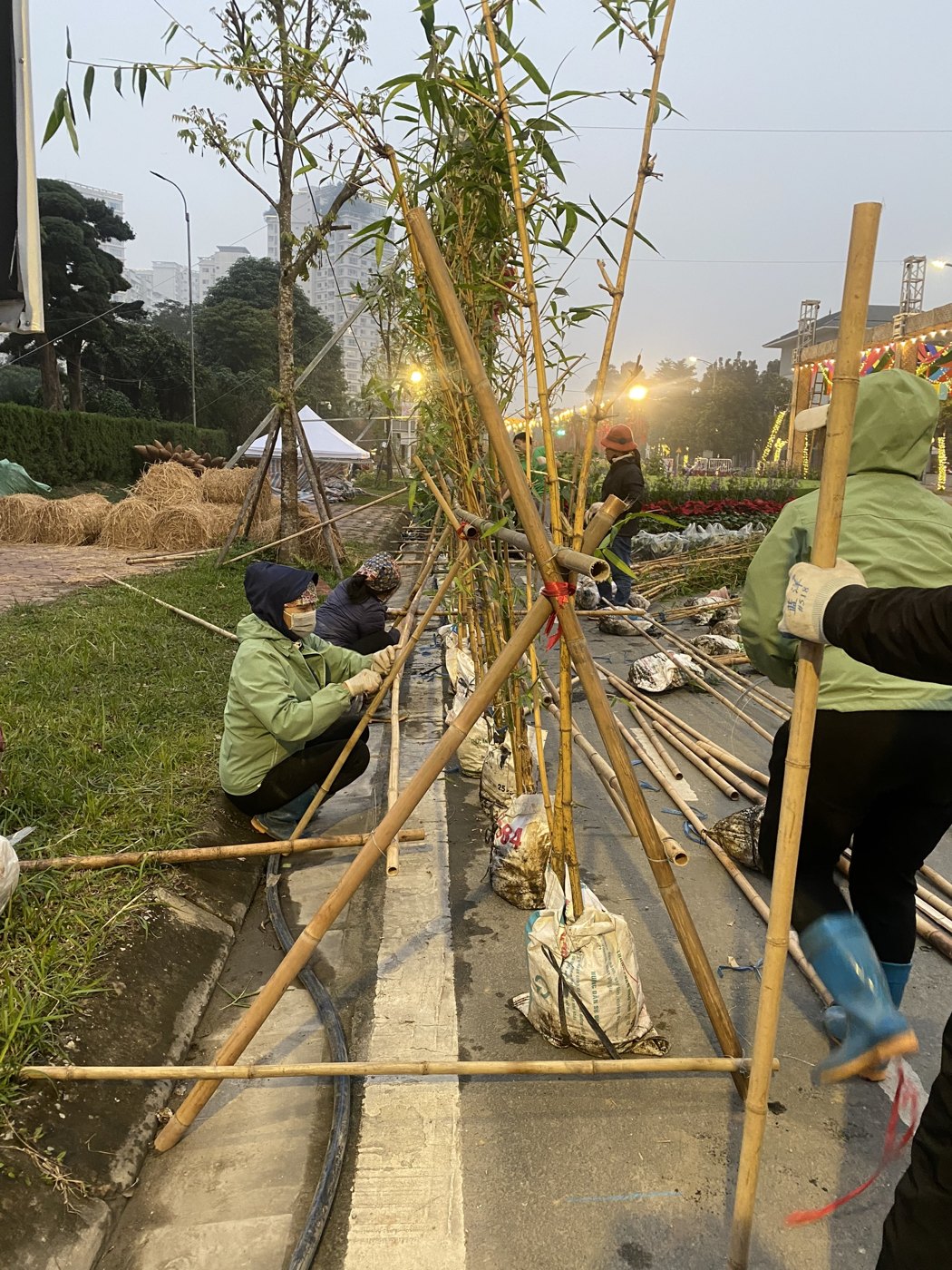 26/01–06/02/2024 – Chỉnh cây, sắp chậu và hoàn thiện chi tiết